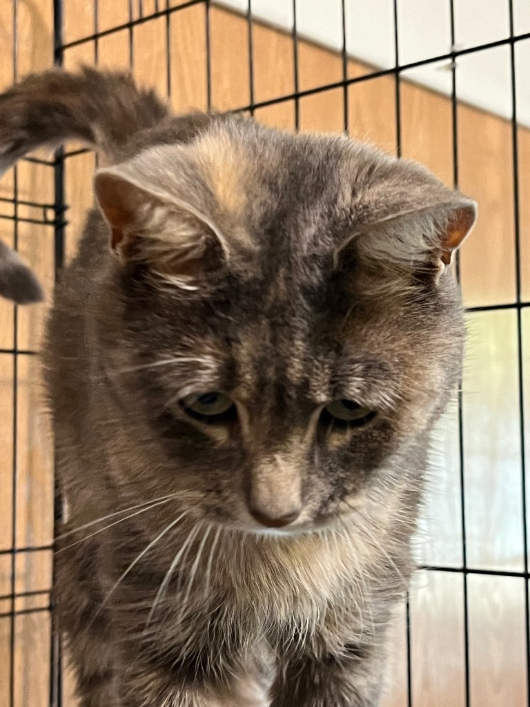 Breezy, an adoptable Domestic Short Hair in Thompson Falls, MT, 59873 | Photo Image 3