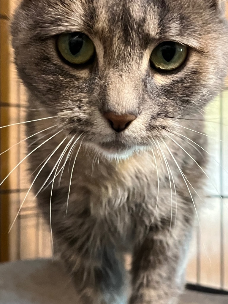 Breezy, an adoptable Domestic Short Hair in Thompson Falls, MT, 59873 | Photo Image 4