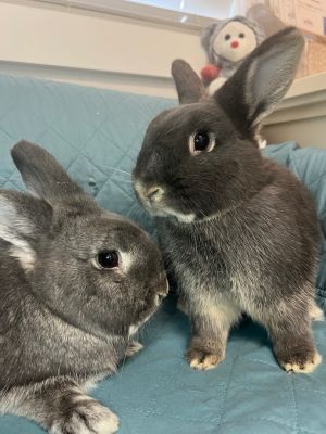 Mersey / Trafford, Adult Male Bunny Rabbit