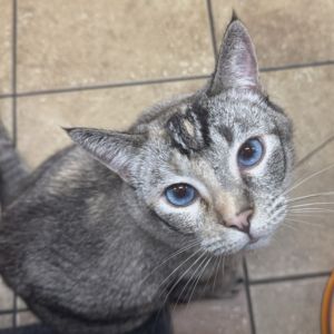 Katya, Adult Female unknown