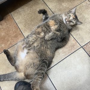 Simone, Adult Female unknown