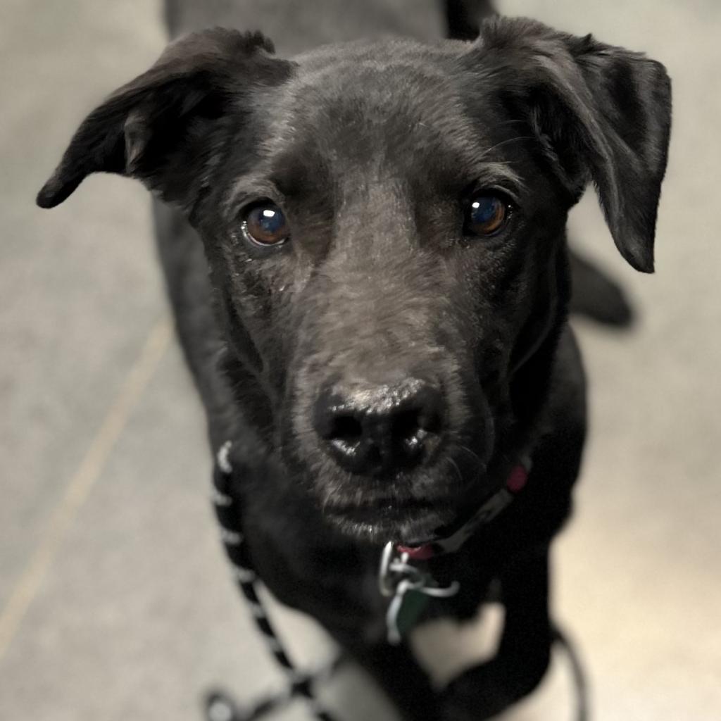 Ebony, an adoptable Black Labrador Retriever, Mixed Breed in Idaho Falls, ID, 83402 | Photo Image 1