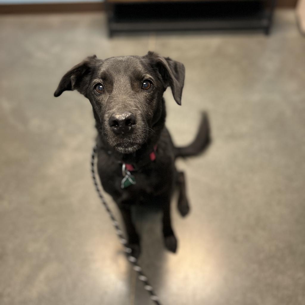 Ebony, an adoptable Black Labrador Retriever, Mixed Breed in Idaho Falls, ID, 83402 | Photo Image 2