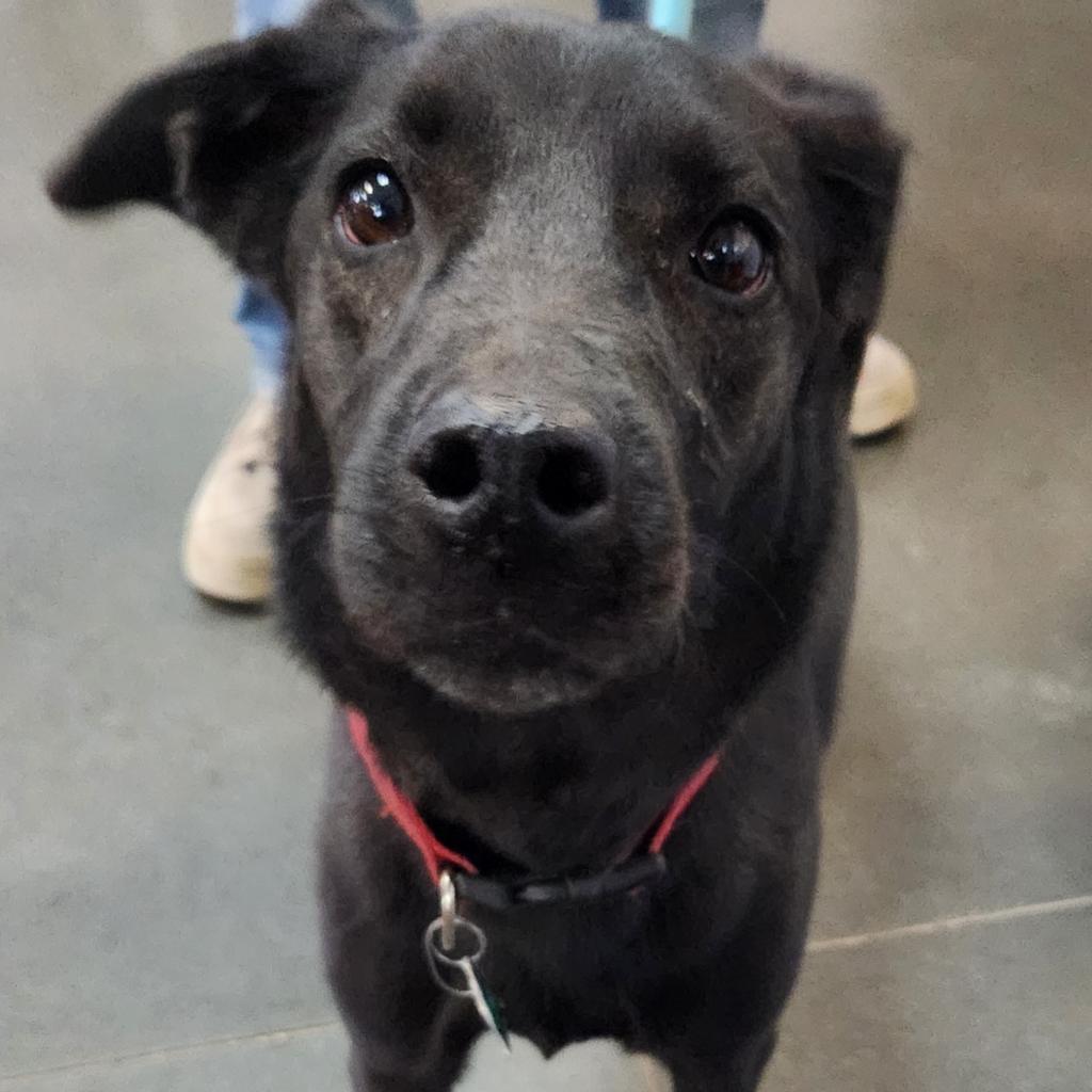 Ebony, an adoptable Black Labrador Retriever, Mixed Breed in Idaho Falls, ID, 83402 | Photo Image 3