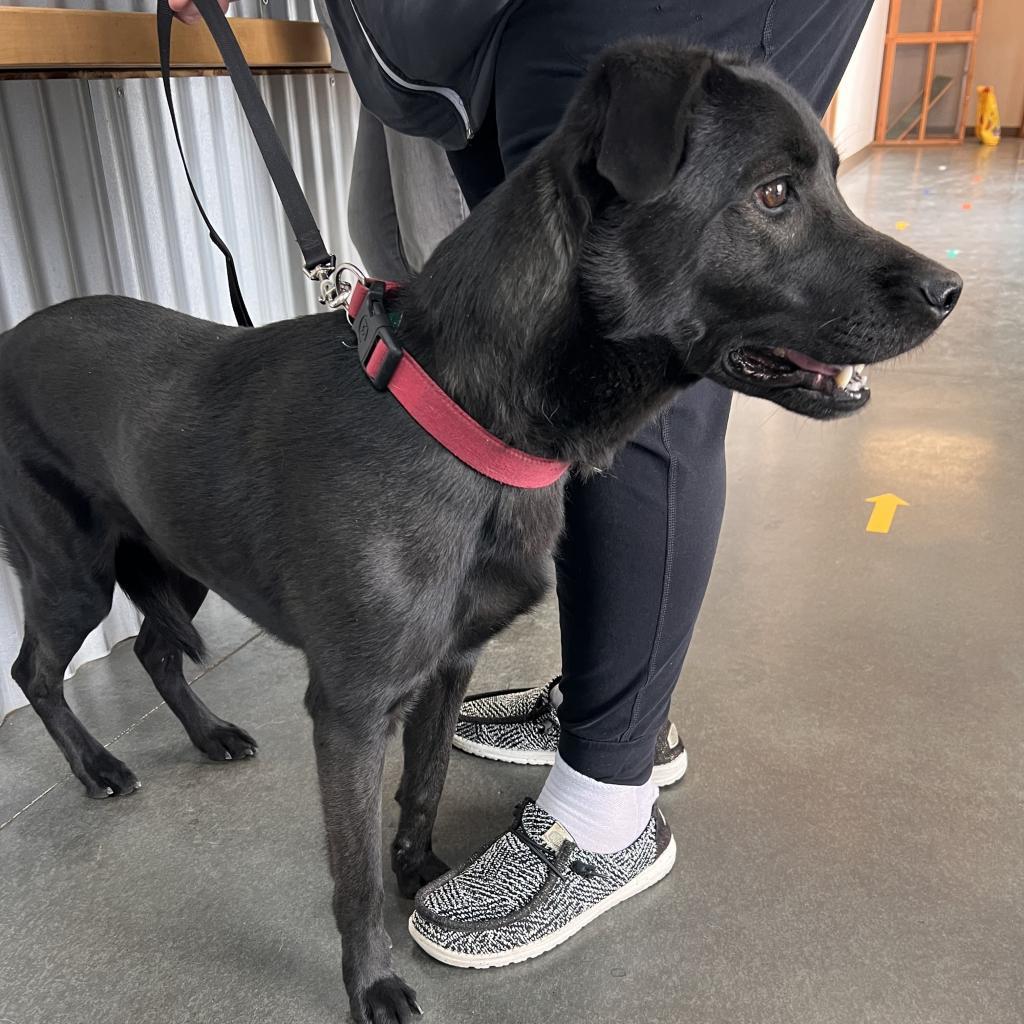 Ebony, an adoptable Black Labrador Retriever, Mixed Breed in Idaho Falls, ID, 83402 | Photo Image 4