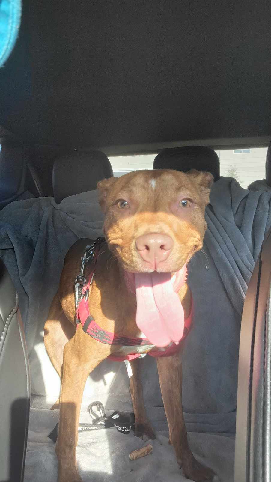 Layla, an adoptable Pit Bull Terrier in Arlee, MT, 59821 | Photo Image 1
