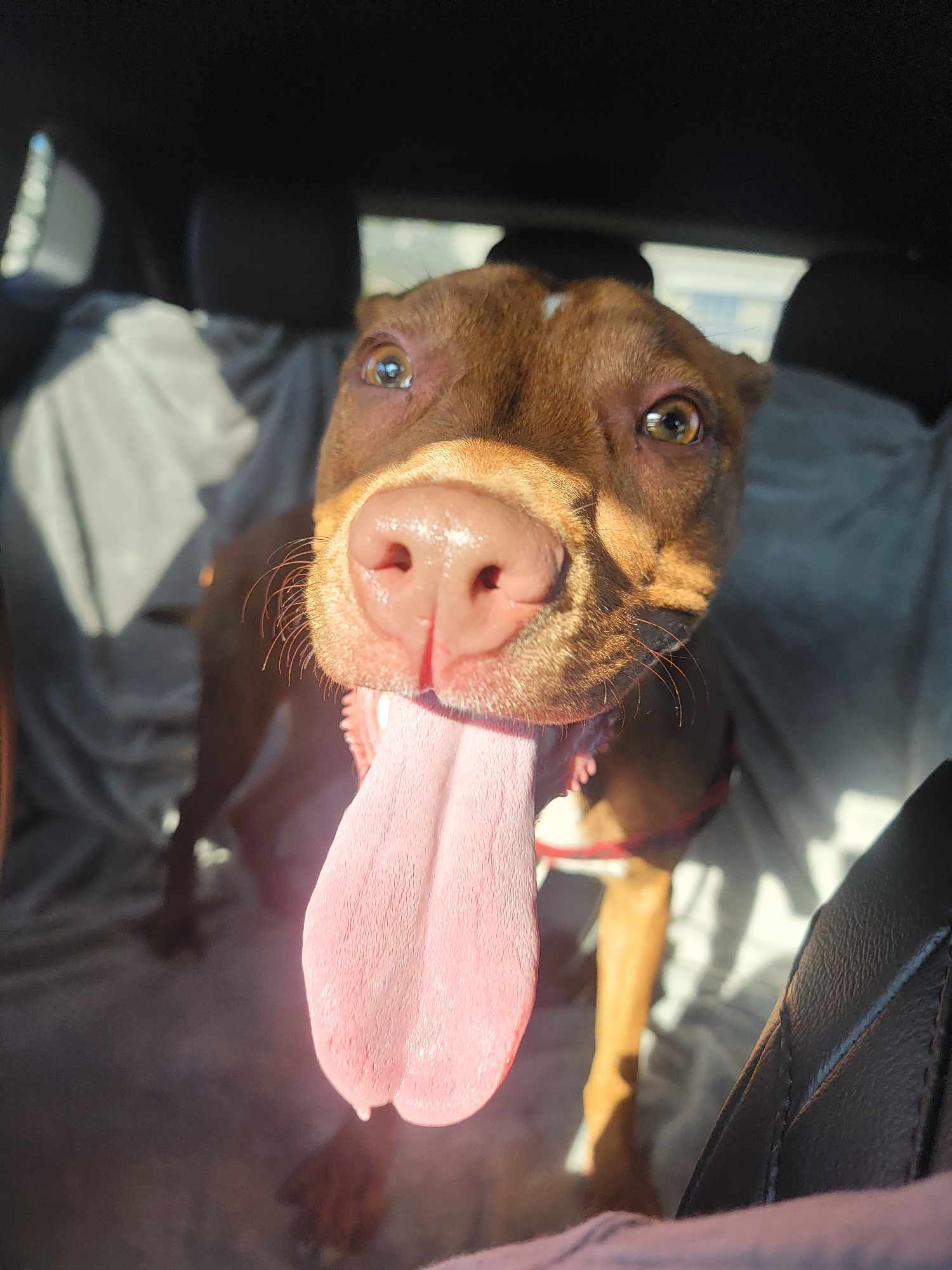 Layla, an adoptable Pit Bull Terrier in Arlee, MT, 59821 | Photo Image 2