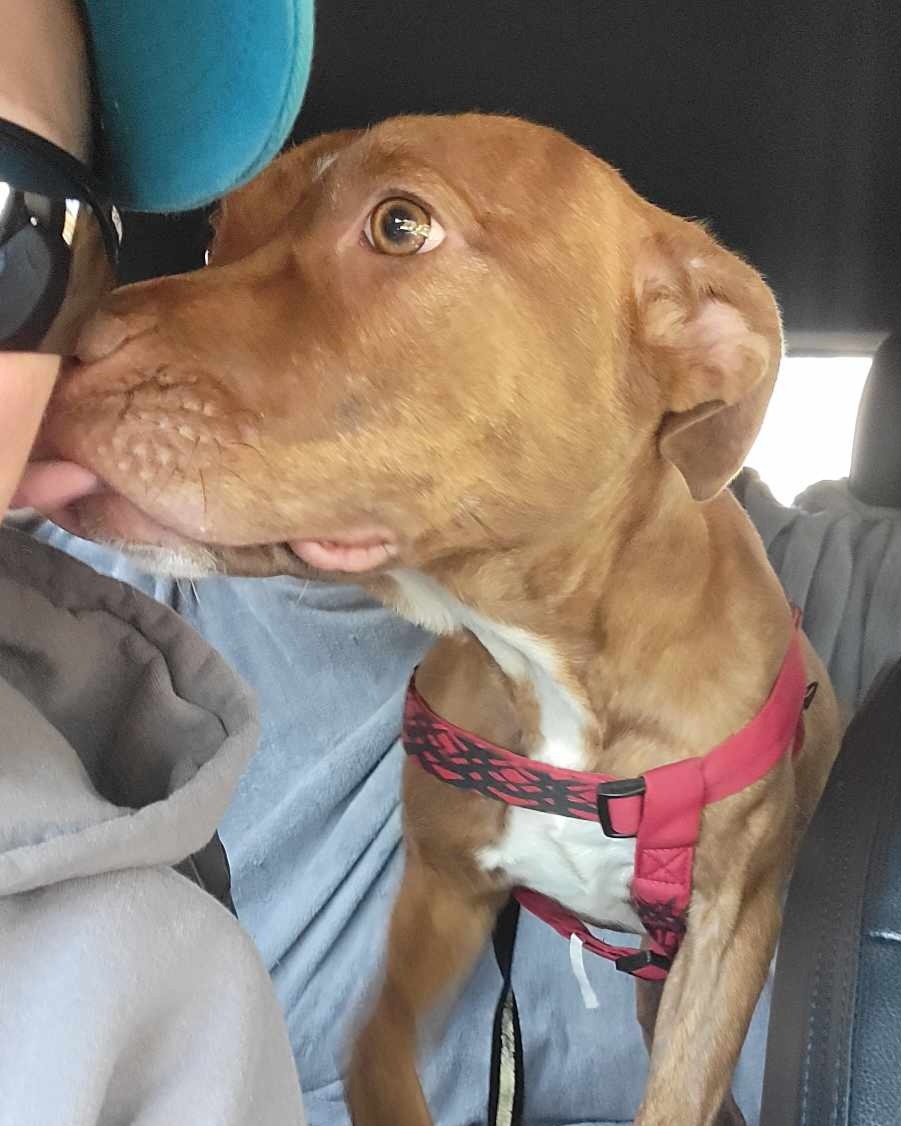 Layla, an adoptable Pit Bull Terrier in Arlee, MT, 59821 | Photo Image 3