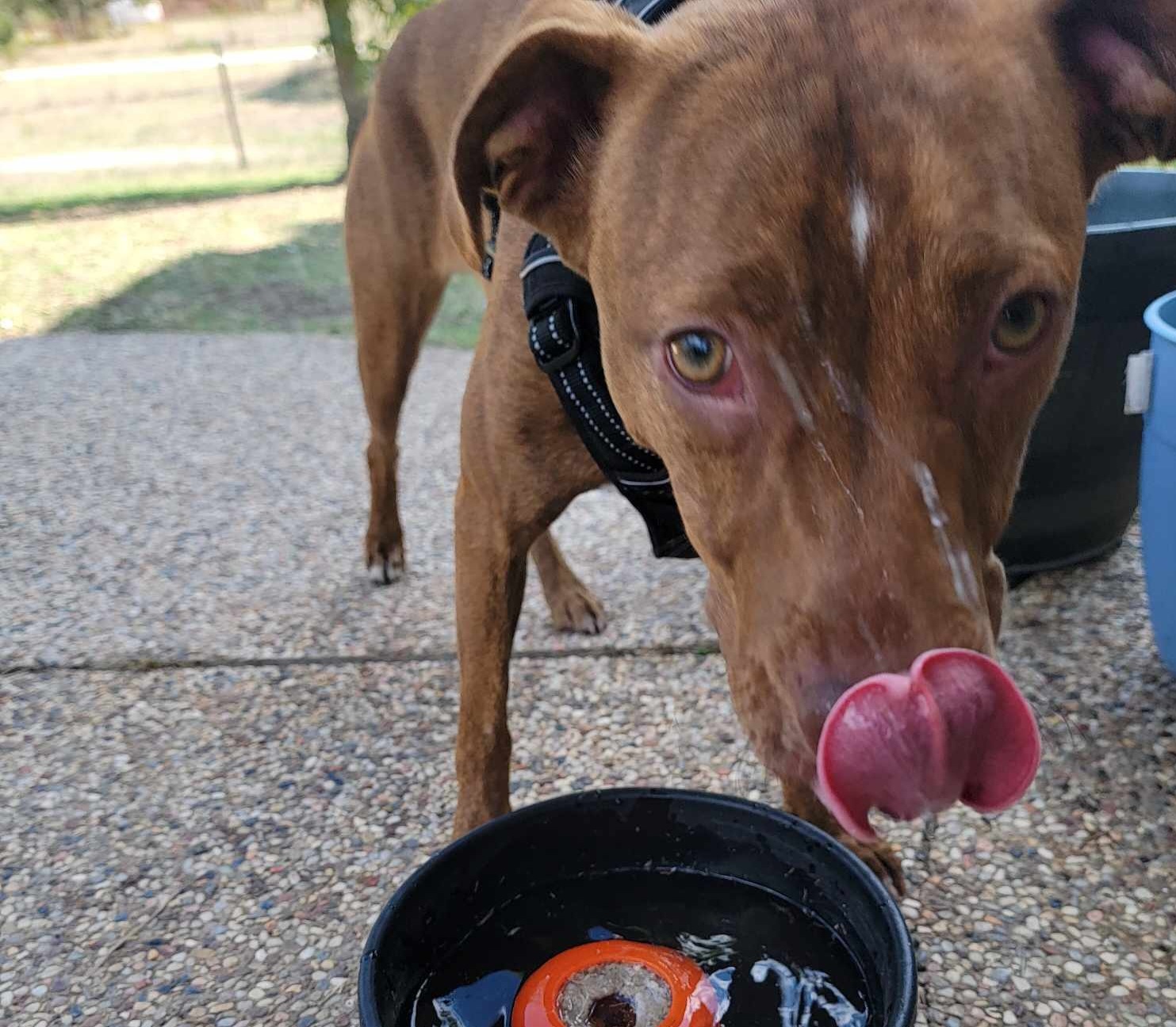 Layla, an adoptable Pit Bull Terrier in Arlee, MT, 59821 | Photo Image 6