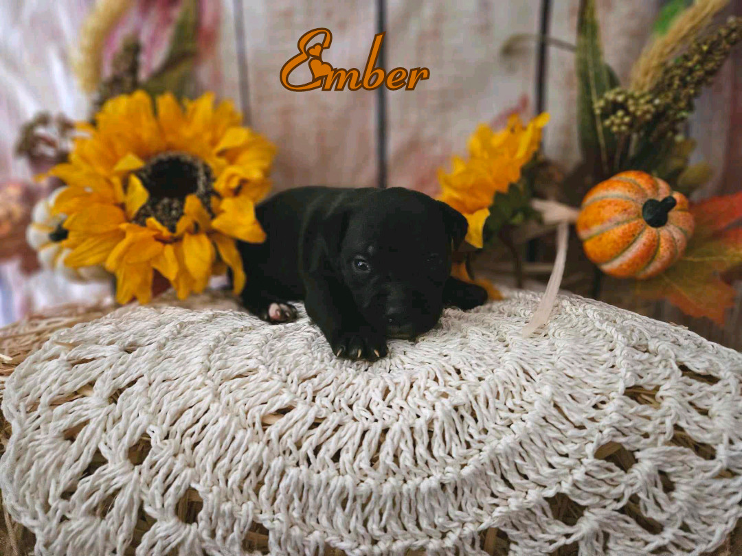 Ember, an adoptable Pit Bull Terrier in Arlee, MT, 59821 | Photo Image 2
