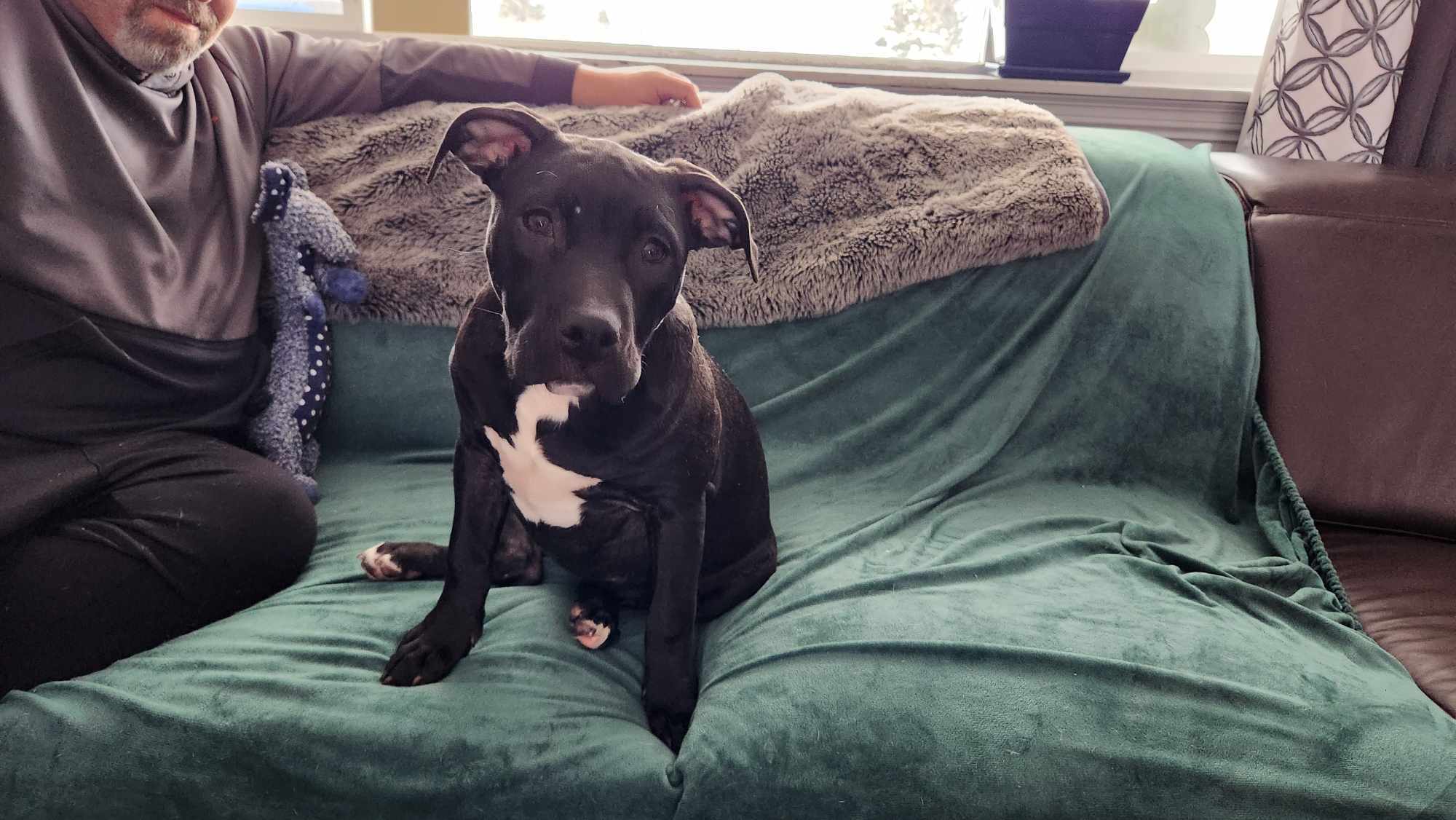 Ember, an adoptable Pit Bull Terrier in Arlee, MT, 59821 | Photo Image 4