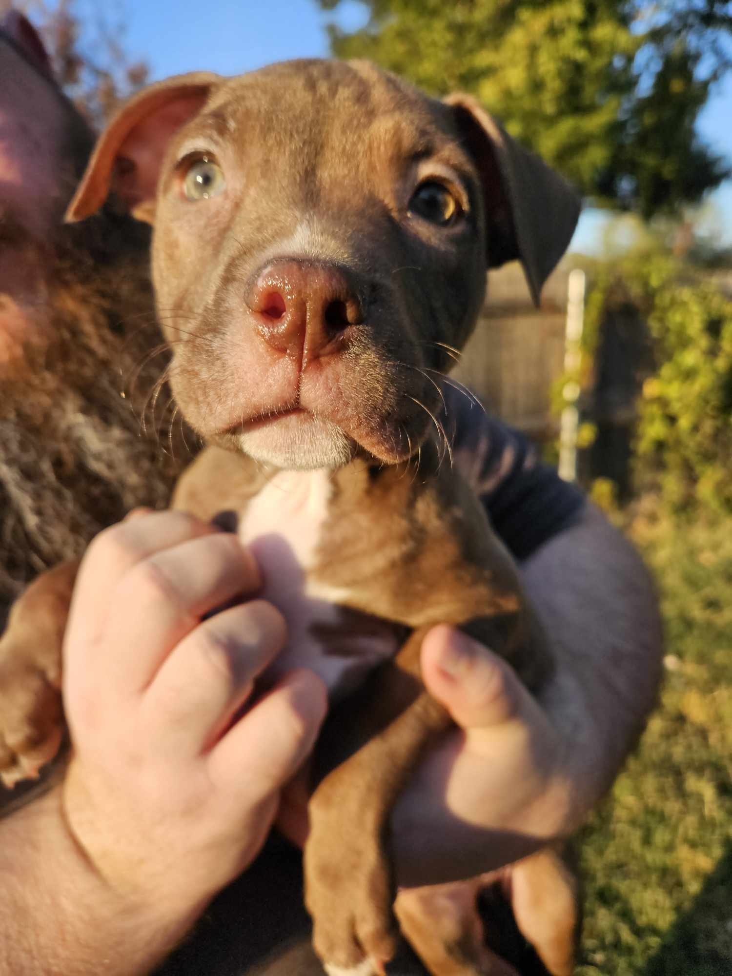 Hazel, an adoptable Pit Bull Terrier in Arlee, MT, 59821 | Photo Image 1