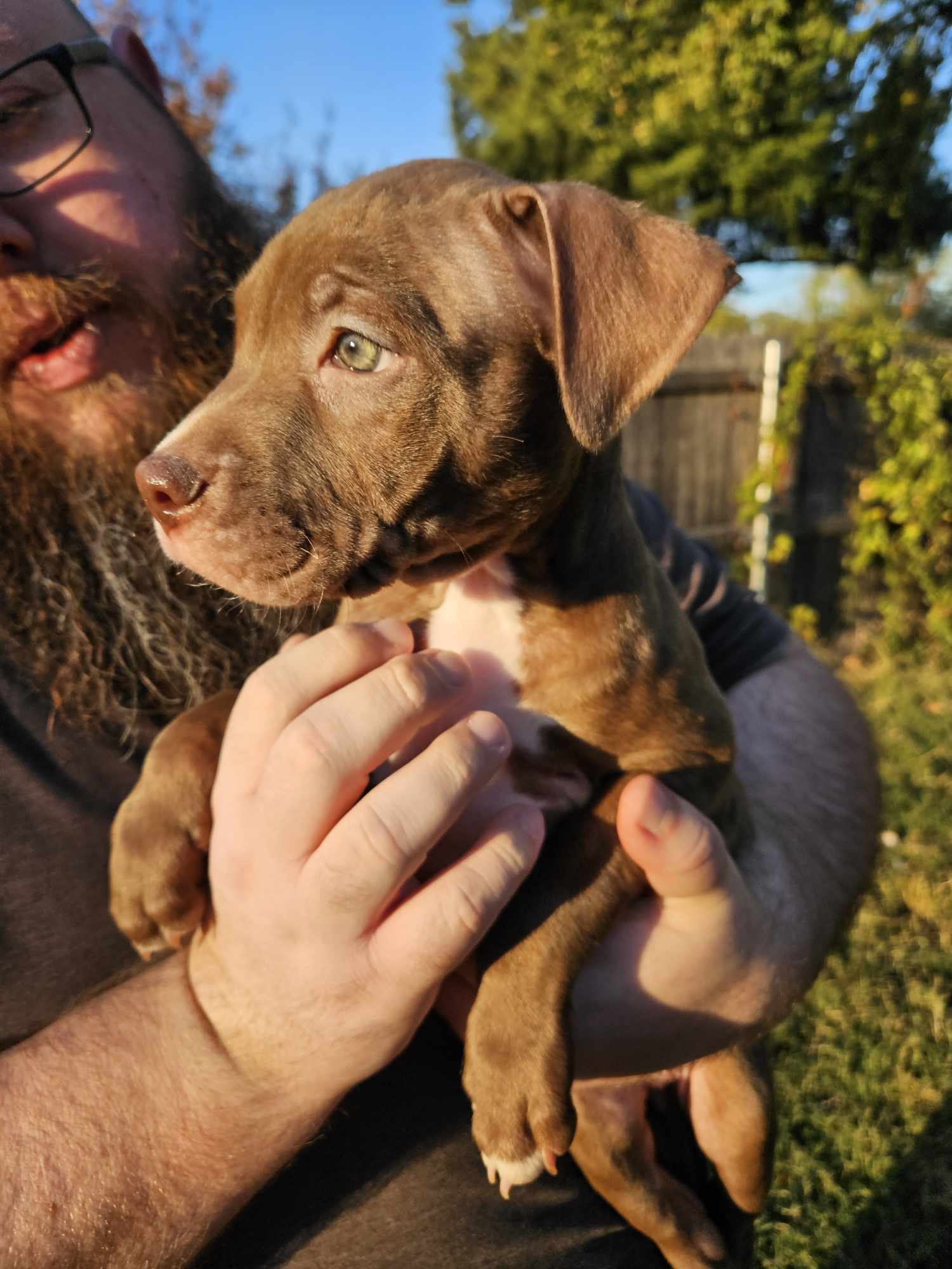 Hazel, an adoptable Pit Bull Terrier in Arlee, MT, 59821 | Photo Image 2
