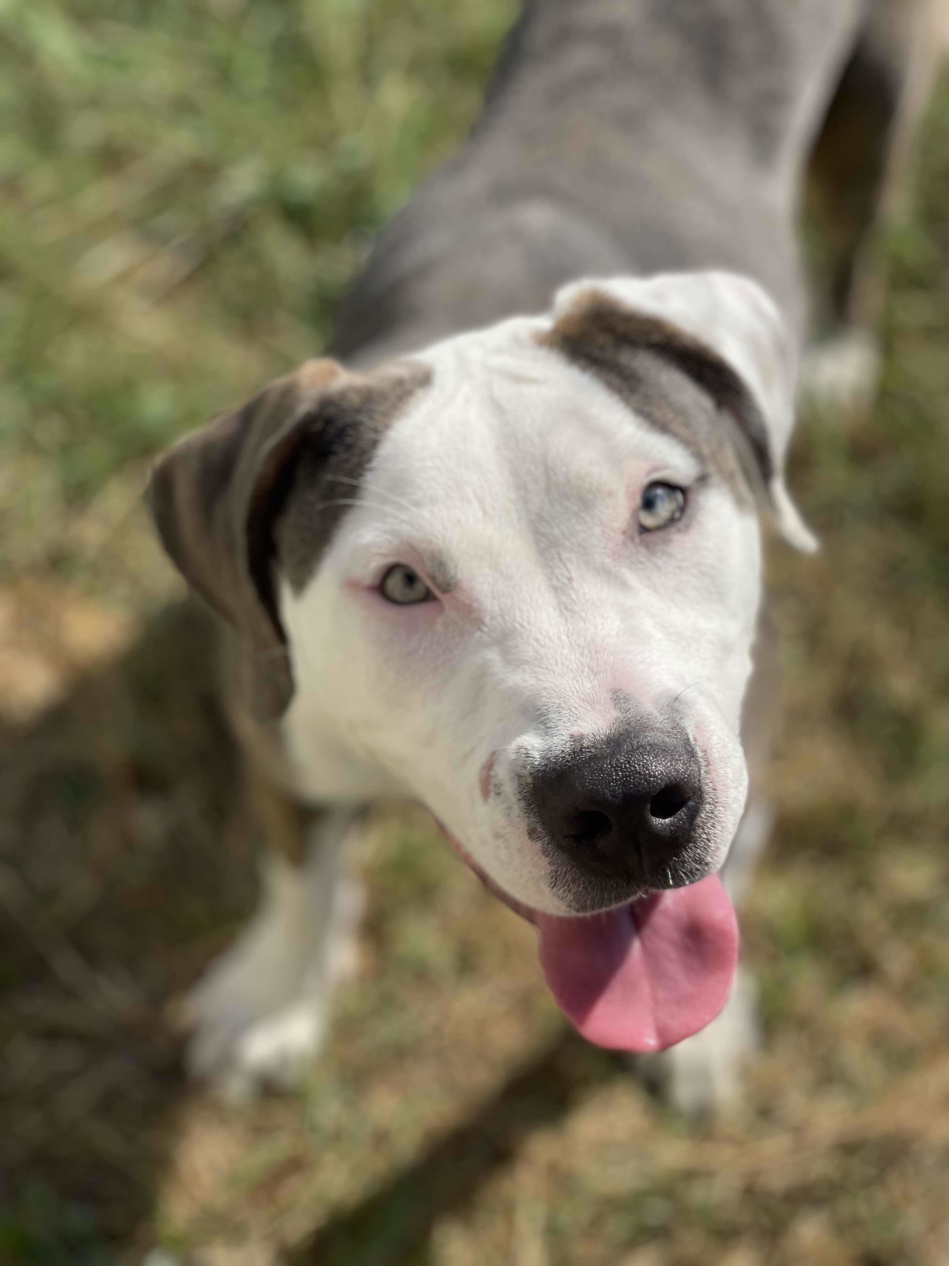 Abby, an adoptable Pit Bull Terrier in Arlee, MT, 59821 | Photo Image 1
