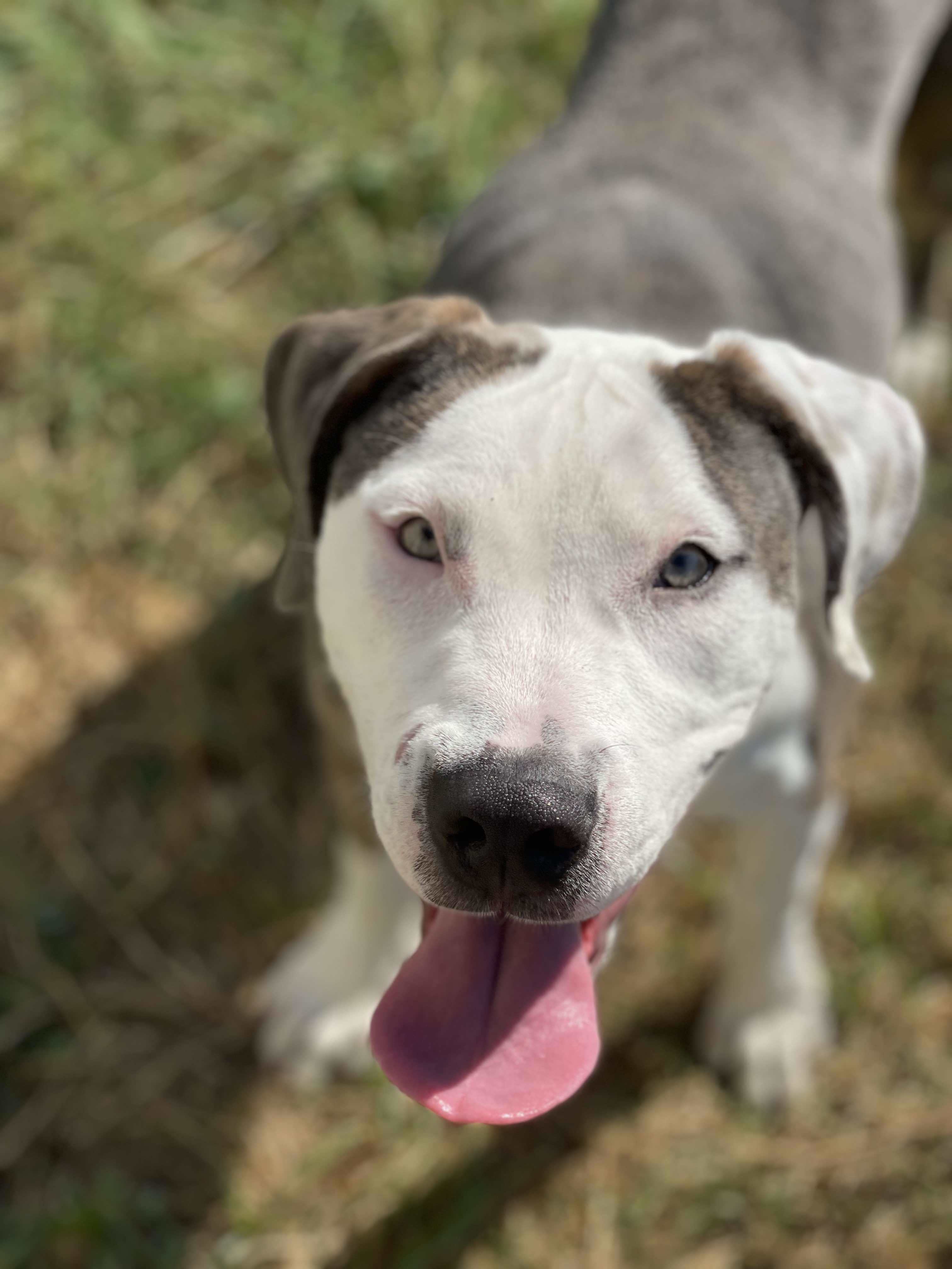 Abby, an adoptable Pit Bull Terrier in Arlee, MT, 59821 | Photo Image 2