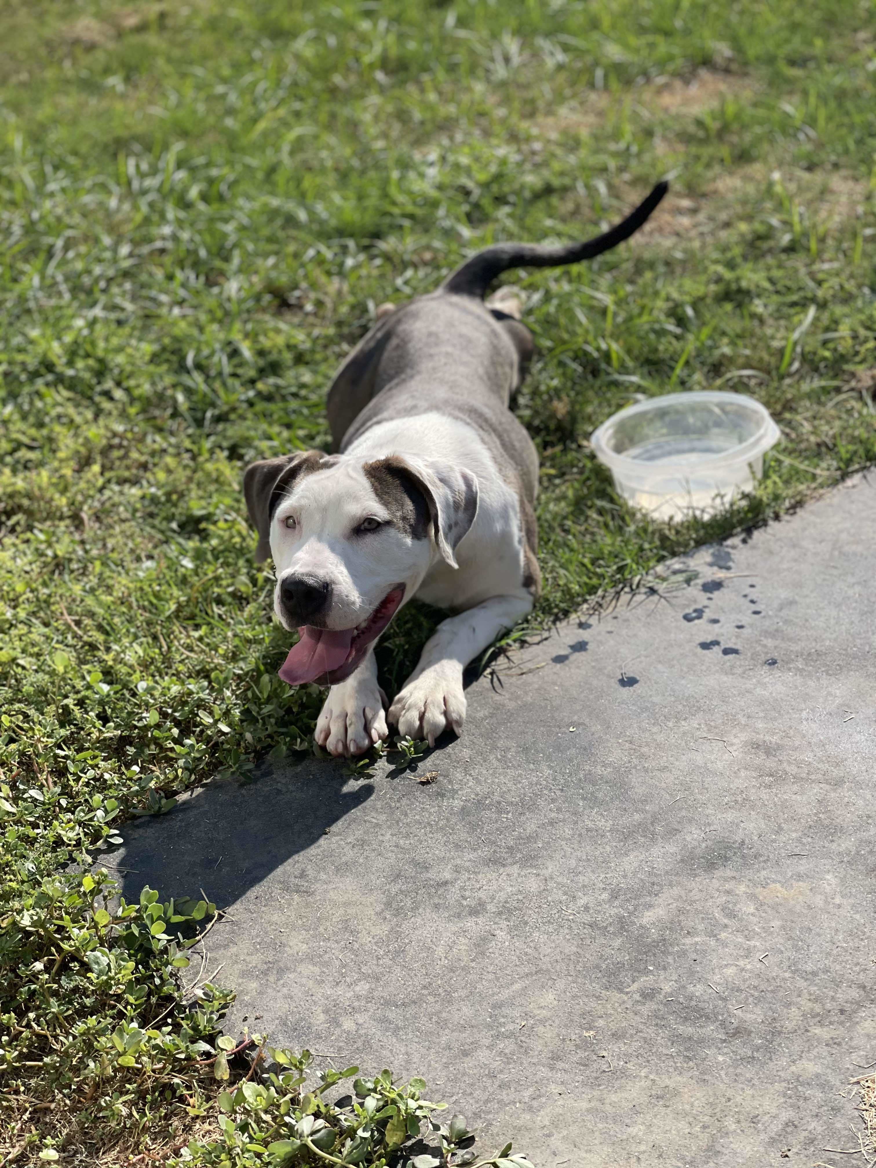 Abby, an adoptable Pit Bull Terrier in Arlee, MT, 59821 | Photo Image 3