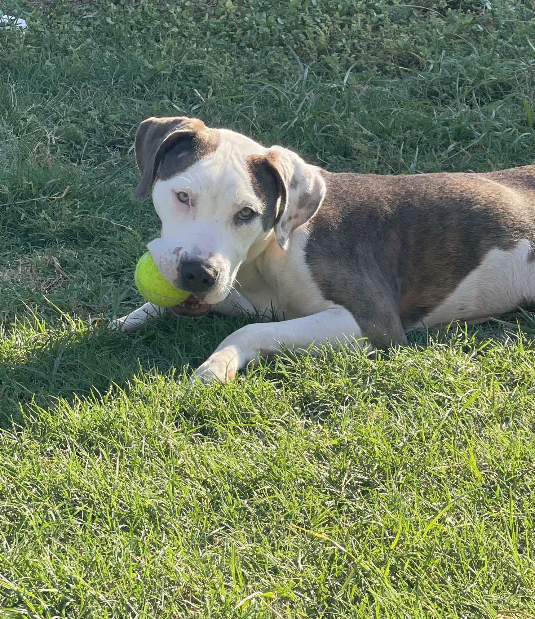 Abby, an adoptable Pit Bull Terrier in Arlee, MT, 59821 | Photo Image 4