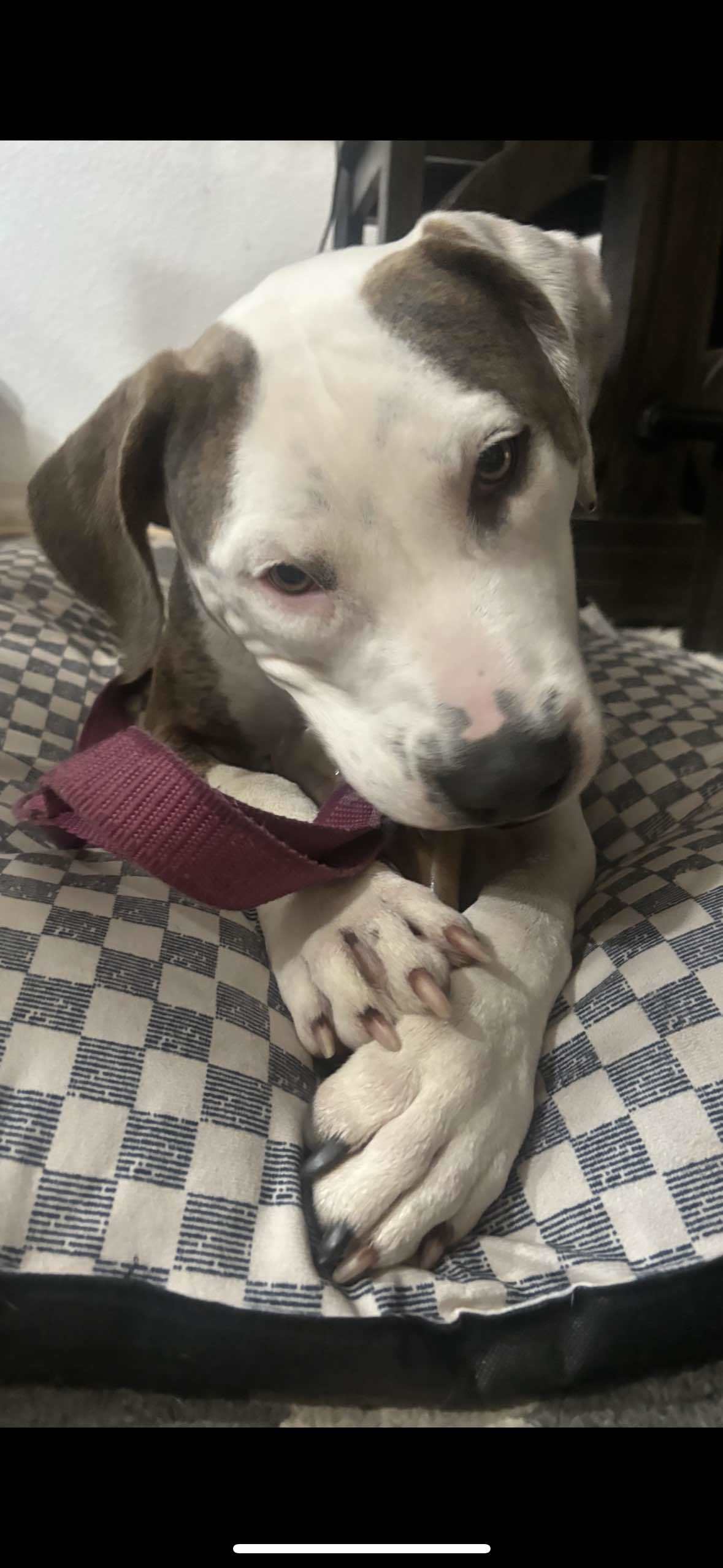 Abby, an adoptable Pit Bull Terrier in Arlee, MT, 59821 | Photo Image 6