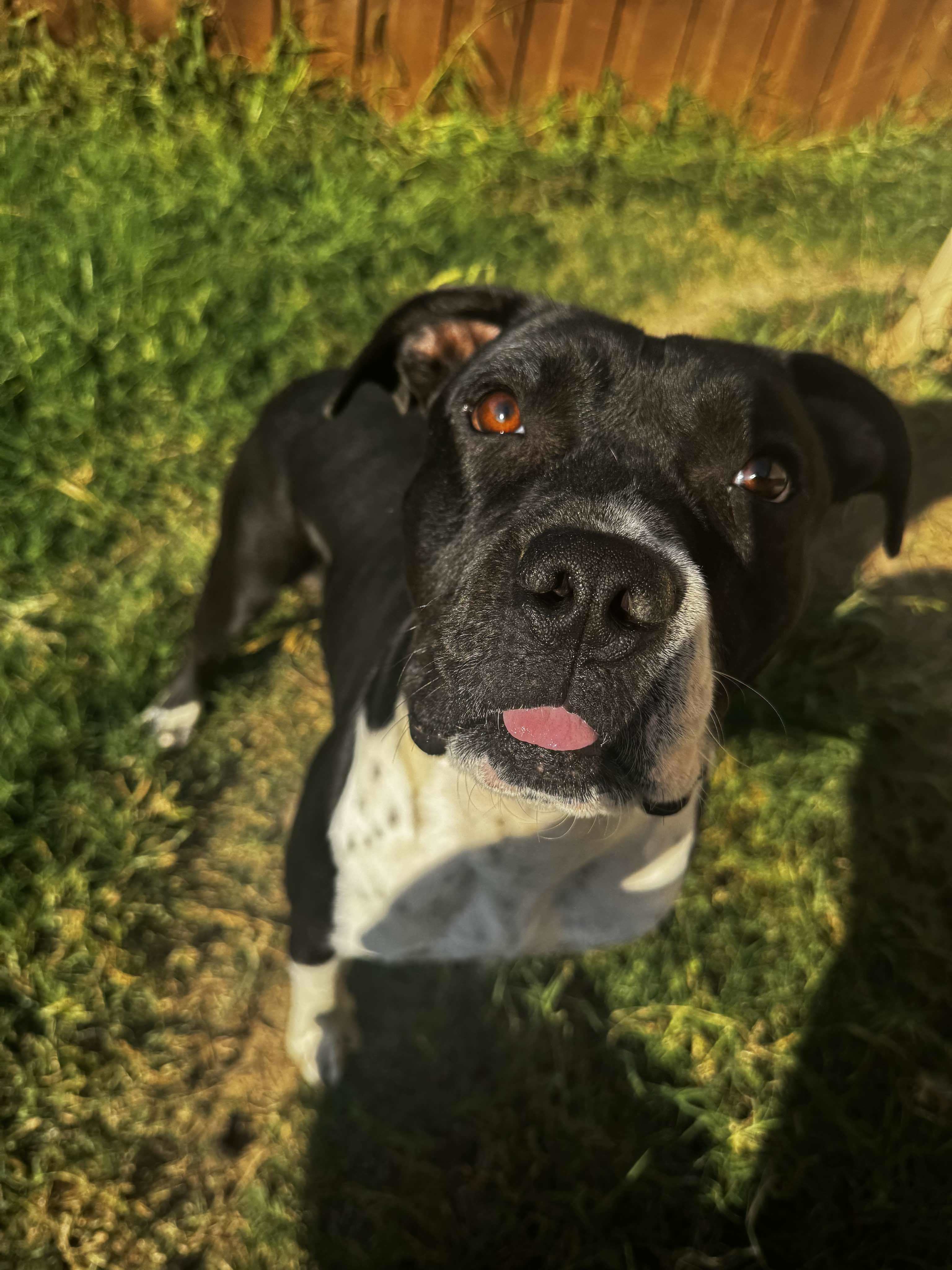 Raider, an adoptable Pit Bull Terrier in Arlee, MT, 59821 | Photo Image 1