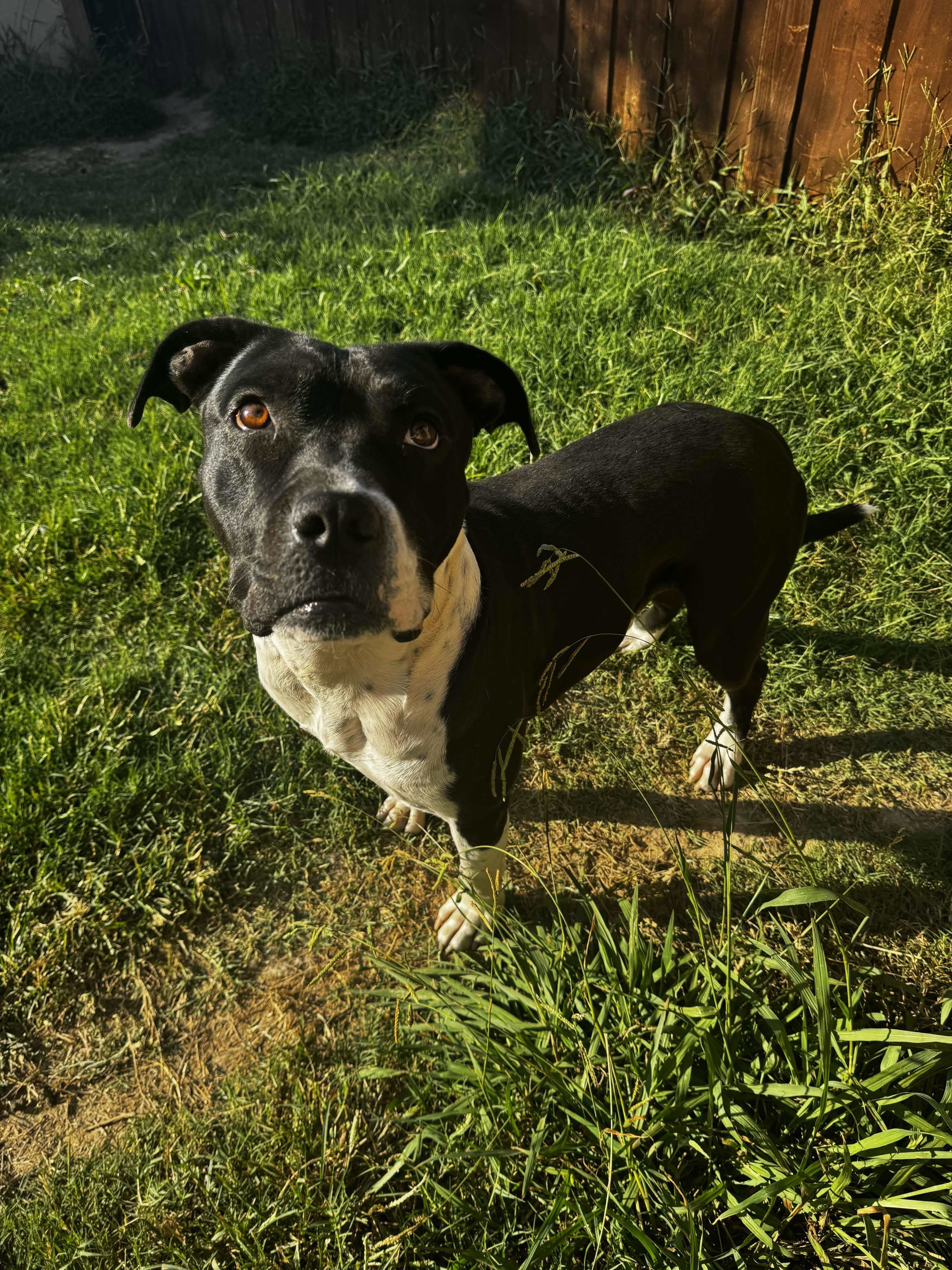 Raider, an adoptable Pit Bull Terrier in Arlee, MT, 59821 | Photo Image 2