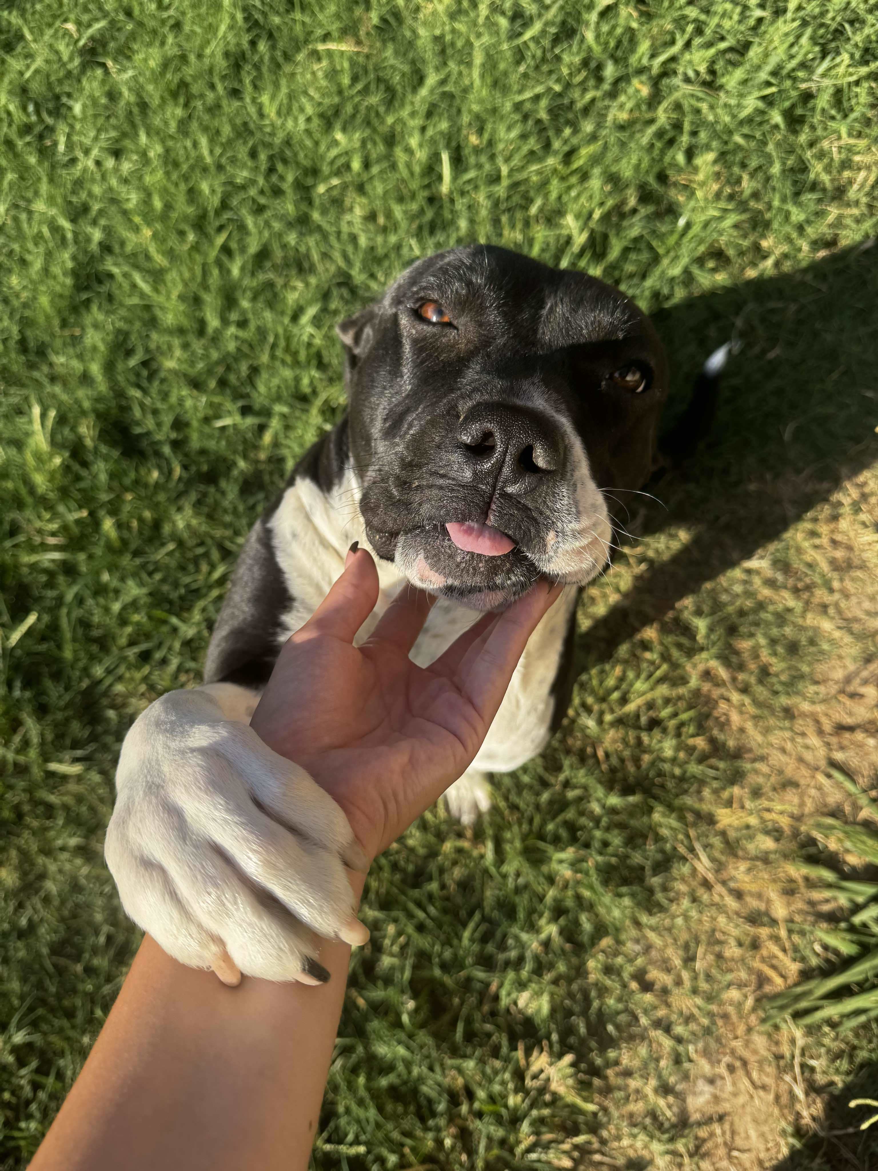 Raider, an adoptable Pit Bull Terrier in Arlee, MT, 59821 | Photo Image 3