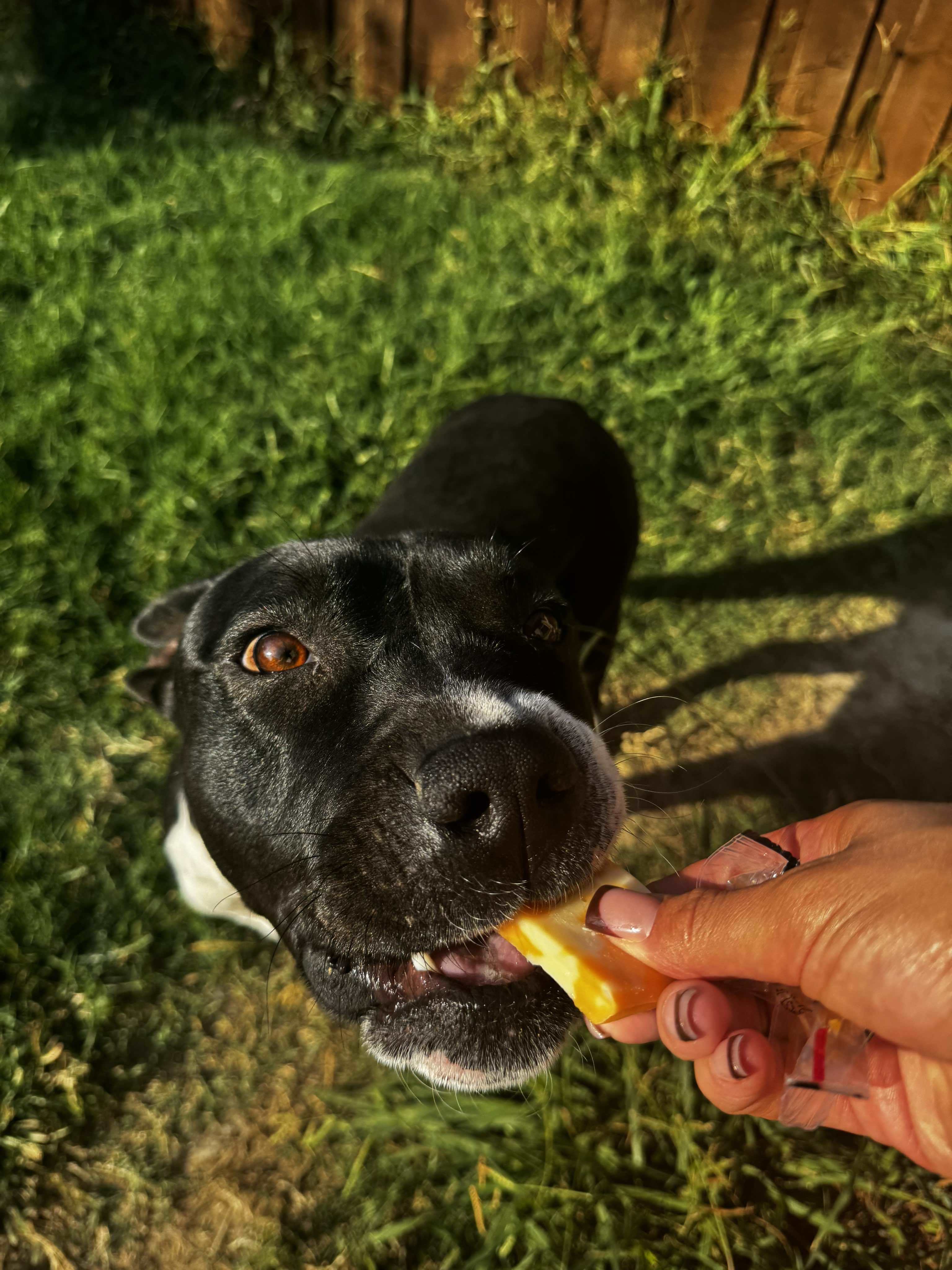 Raider, an adoptable Pit Bull Terrier in Arlee, MT, 59821 | Photo Image 4