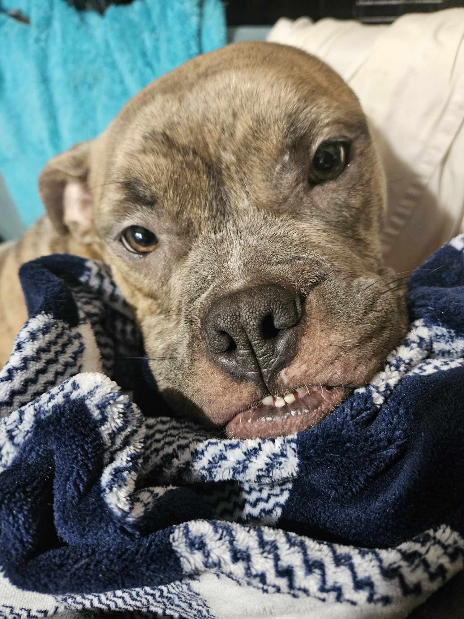 Autumn mama, an adoptable American Bulldog in Arlee, MT, 59821 | Photo Image 2
