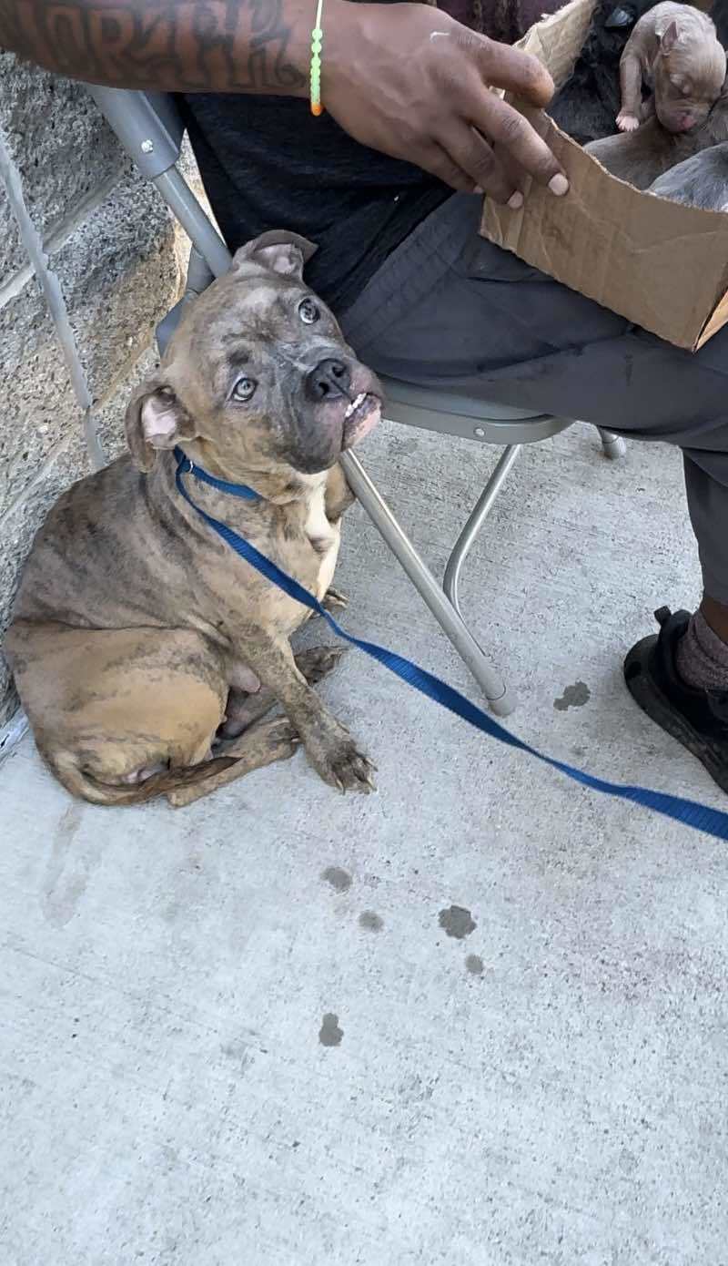 Autumn mama, an adoptable American Bulldog in Arlee, MT, 59821 | Photo Image 3
