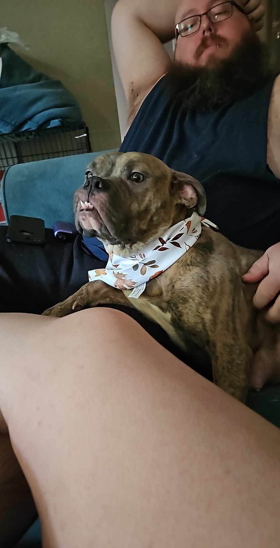 Autumn mama, an adoptable American Bulldog in Arlee, MT, 59821 | Photo Image 4