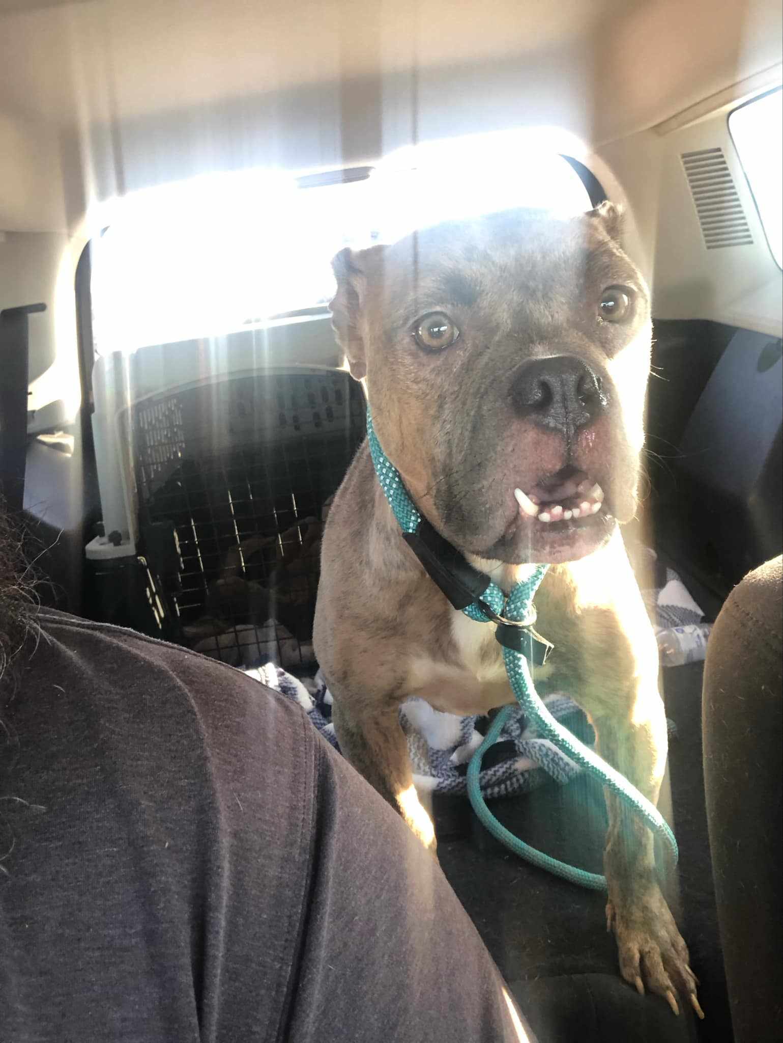 Autumn mama, an adoptable American Bulldog in Arlee, MT, 59821 | Photo Image 6