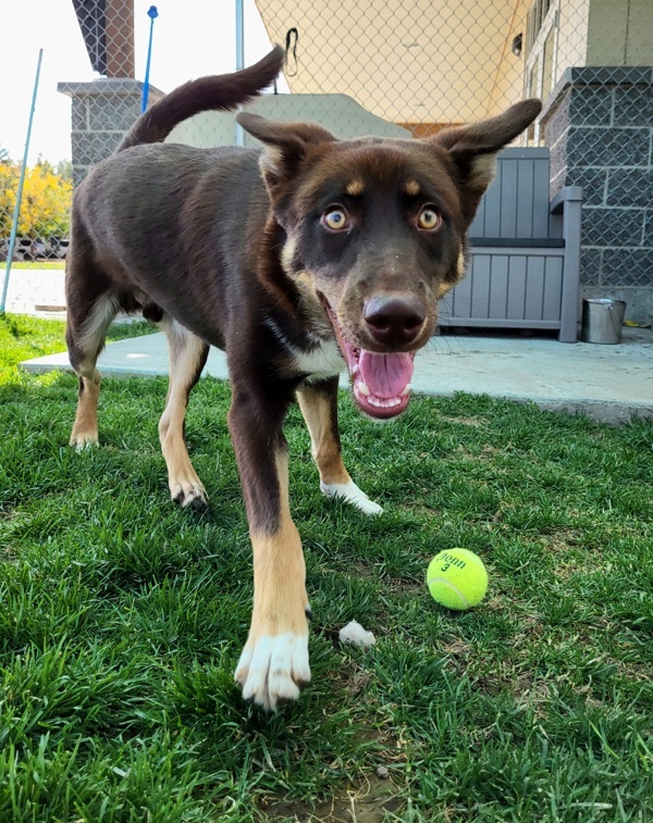 Zeplin 42841, an adoptable Siberian Husky, Border Collie in Pocatello, ID, 83205 | Photo Image 1