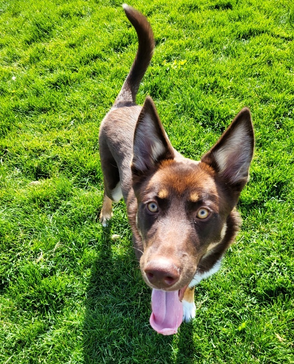 Zeplin 42841, an adoptable Siberian Husky, Border Collie in Pocatello, ID, 83205 | Photo Image 2