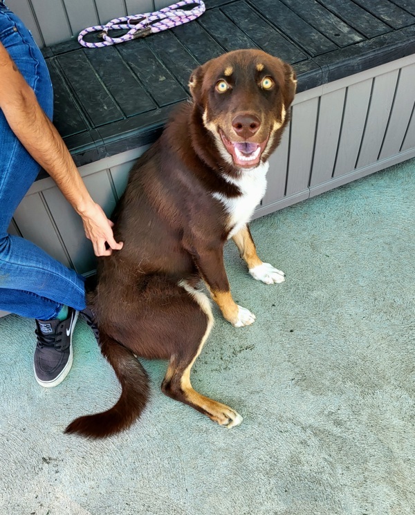 Zeplin 42841, an adoptable Siberian Husky, Border Collie in Pocatello, ID, 83205 | Photo Image 4