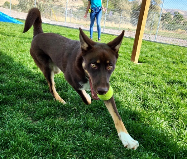 Zeplin 42841, an adoptable Siberian Husky, Border Collie in Pocatello, ID, 83205 | Photo Image 5