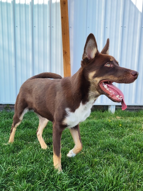 Zeplin 42841, an adoptable Siberian Husky, Border Collie in Pocatello, ID, 83205 | Photo Image 6