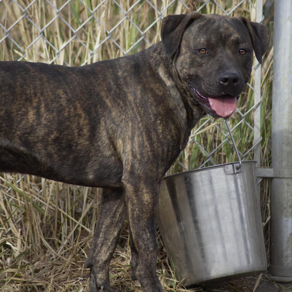 Clyde, an adoptable Australian Cattle Dog / Blue Heeler, American Bulldog in Milford, IA, 51351 | Photo Image 1