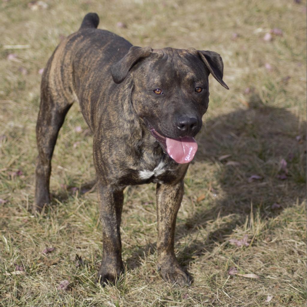 Clyde, an adoptable Australian Cattle Dog / Blue Heeler, American Bulldog in Milford, IA, 51351 | Photo Image 2