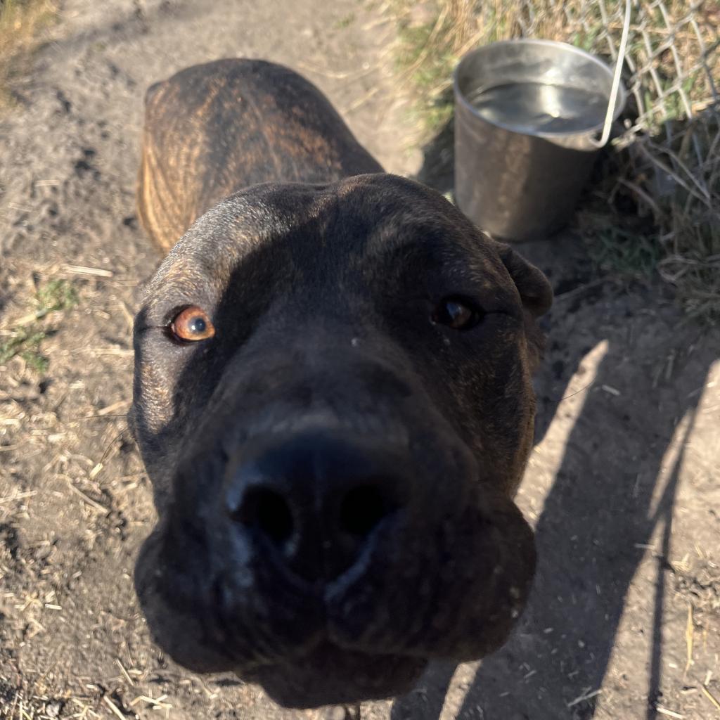 Clyde, an adoptable Australian Cattle Dog / Blue Heeler, American Bulldog in Milford, IA, 51351 | Photo Image 3