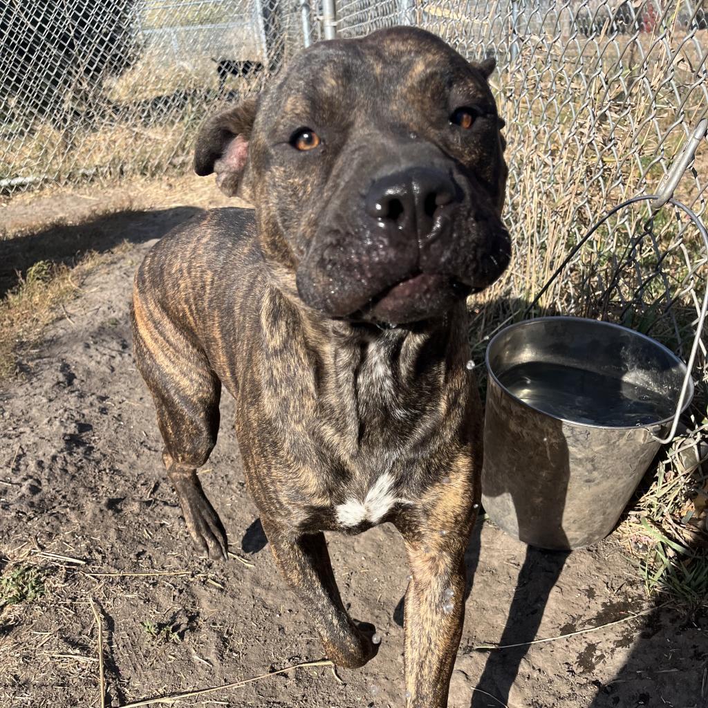 Clyde, an adoptable Australian Cattle Dog / Blue Heeler, American Bulldog in Milford, IA, 51351 | Photo Image 4