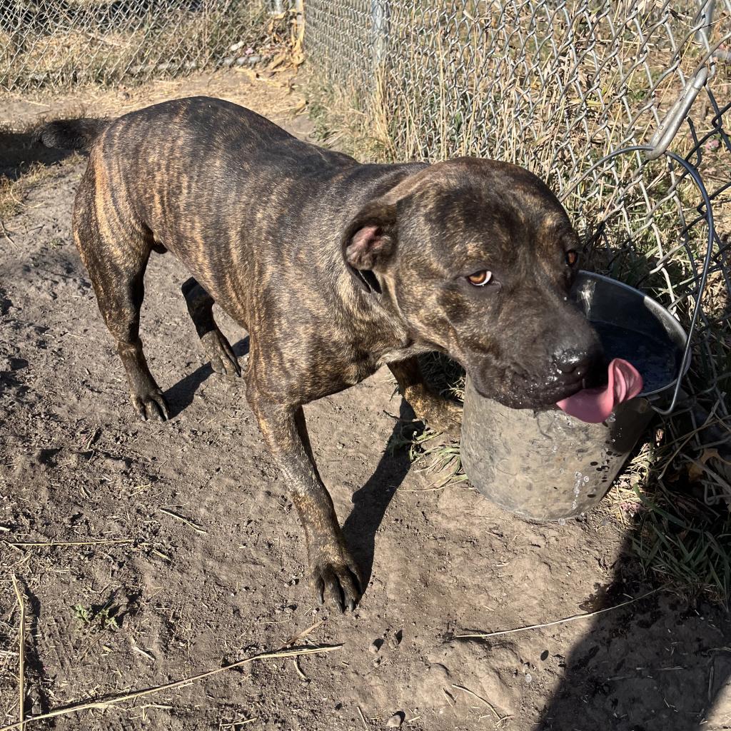 Clyde, an adoptable Australian Cattle Dog / Blue Heeler, American Bulldog in Milford, IA, 51351 | Photo Image 5