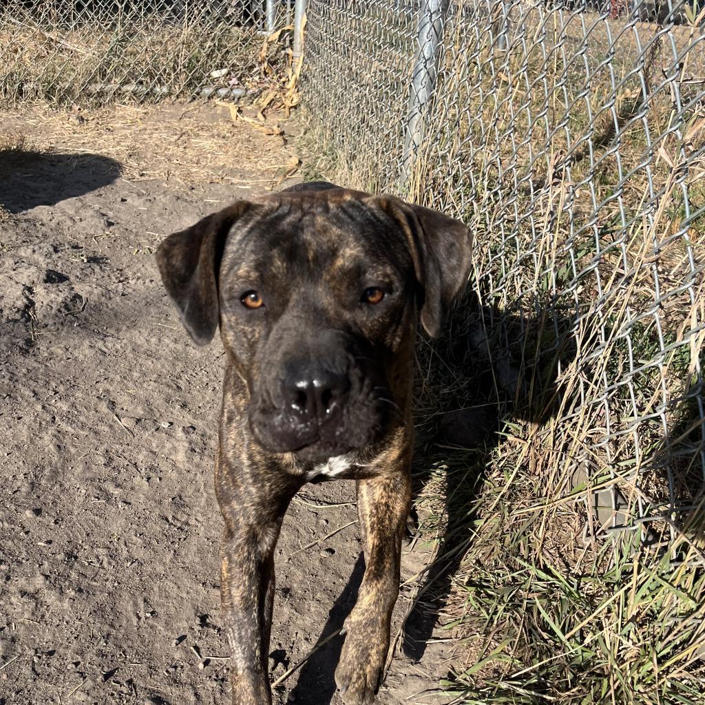 Clyde, an adoptable Australian Cattle Dog / Blue Heeler, American Bulldog in Milford, IA, 51351 | Photo Image 6