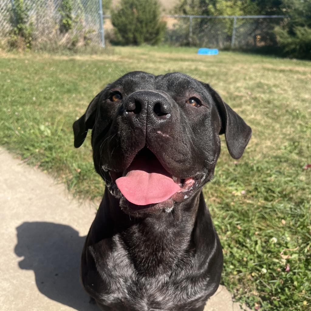 Blinky, an adoptable Australian Cattle Dog / Blue Heeler, American Bulldog in Milford, IA, 51351 | Photo Image 1
