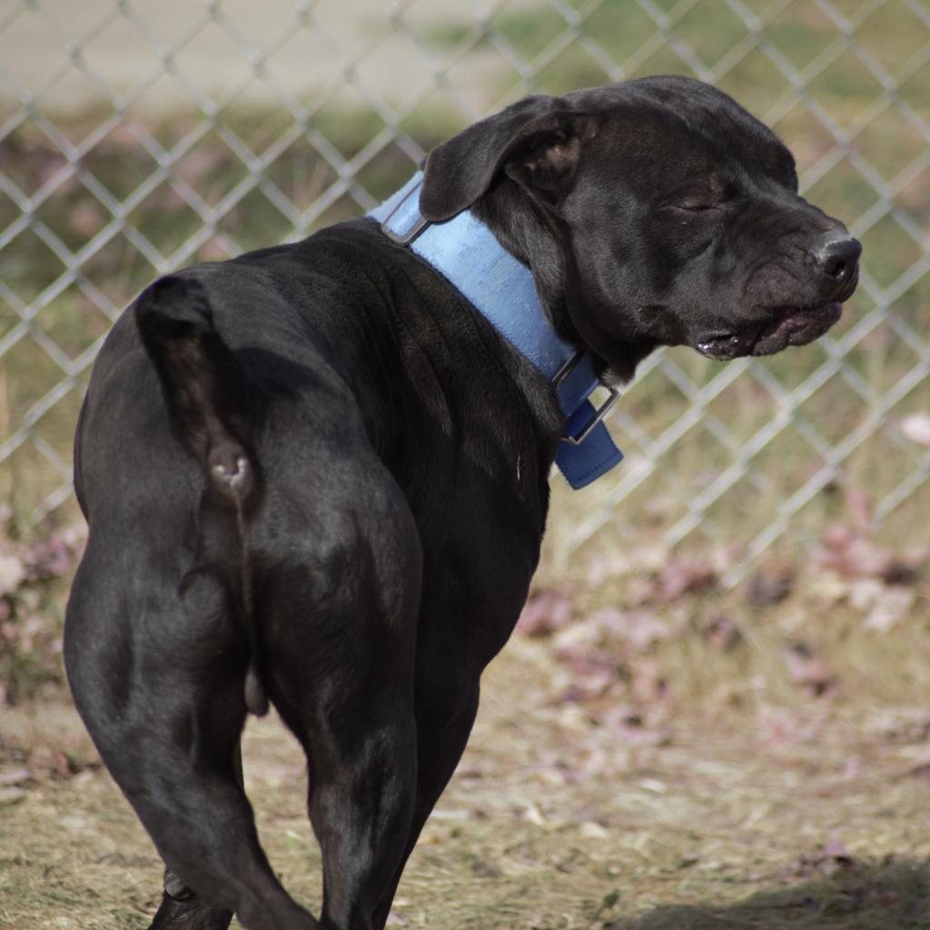 Blinky, an adoptable Australian Cattle Dog / Blue Heeler, American Bulldog in Milford, IA, 51351 | Photo Image 2