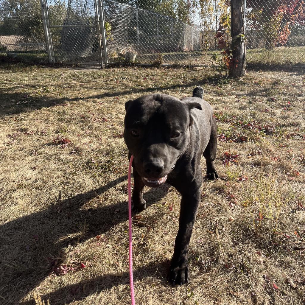 Blinky, an adoptable Australian Cattle Dog / Blue Heeler, American Bulldog in Milford, IA, 51351 | Photo Image 4