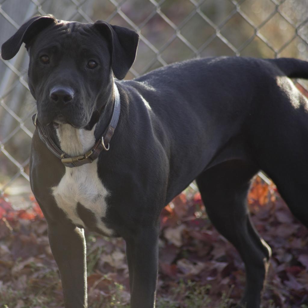 Inky, an adoptable Australian Cattle Dog / Blue Heeler, American Bulldog in Milford, IA, 51351 | Photo Image 1