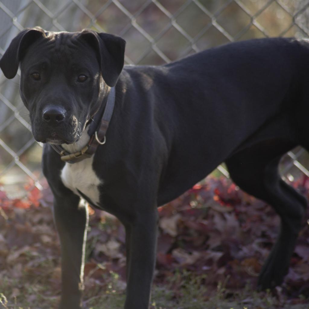 Inky, an adoptable Australian Cattle Dog / Blue Heeler, American Bulldog in Milford, IA, 51351 | Photo Image 2
