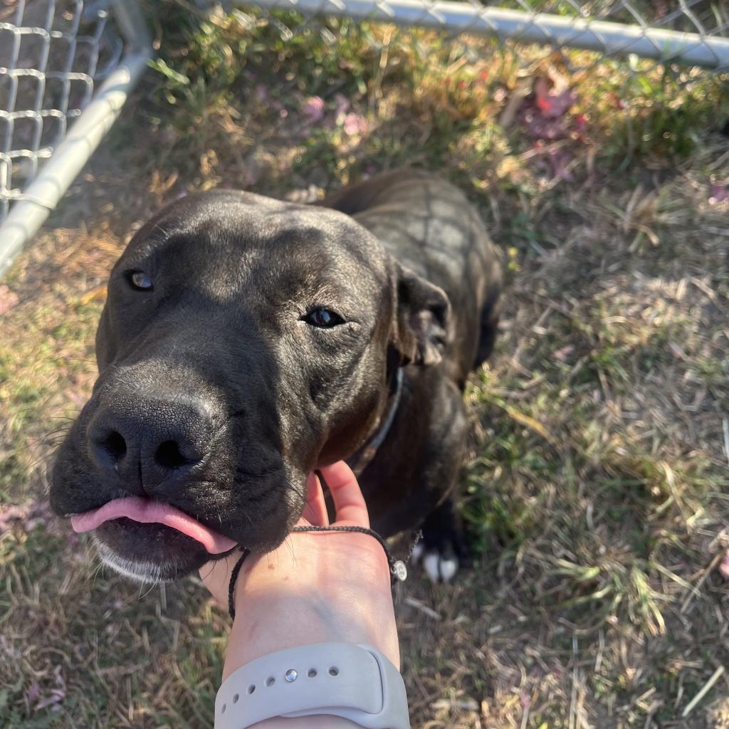 Inky, an adoptable Australian Cattle Dog / Blue Heeler, American Bulldog in Milford, IA, 51351 | Photo Image 3