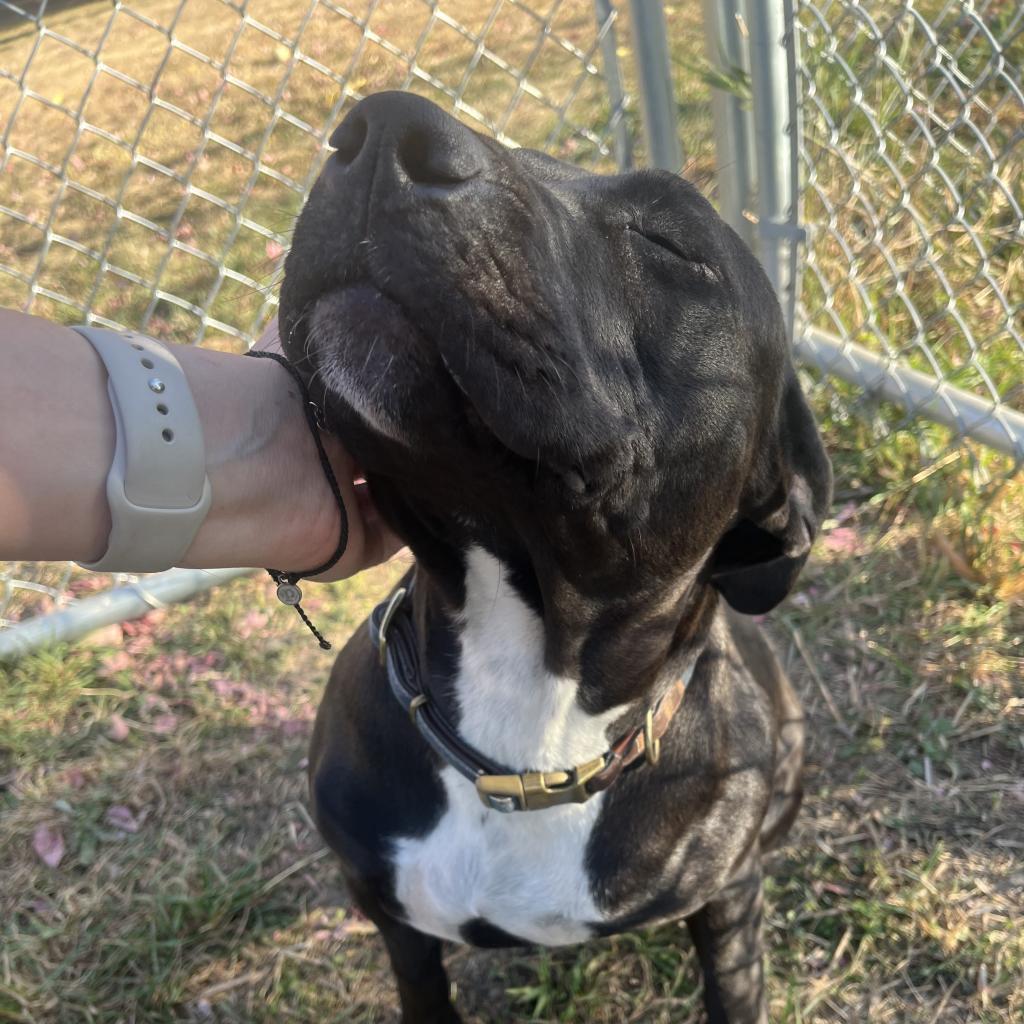 Inky, an adoptable Australian Cattle Dog / Blue Heeler, American Bulldog in Milford, IA, 51351 | Photo Image 4