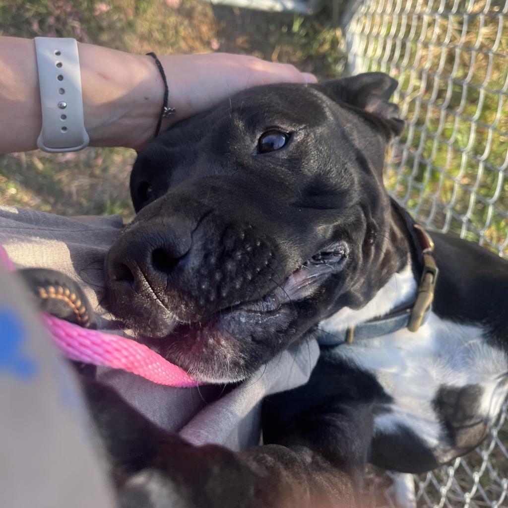 Inky, an adoptable Australian Cattle Dog / Blue Heeler, American Bulldog in Milford, IA, 51351 | Photo Image 5