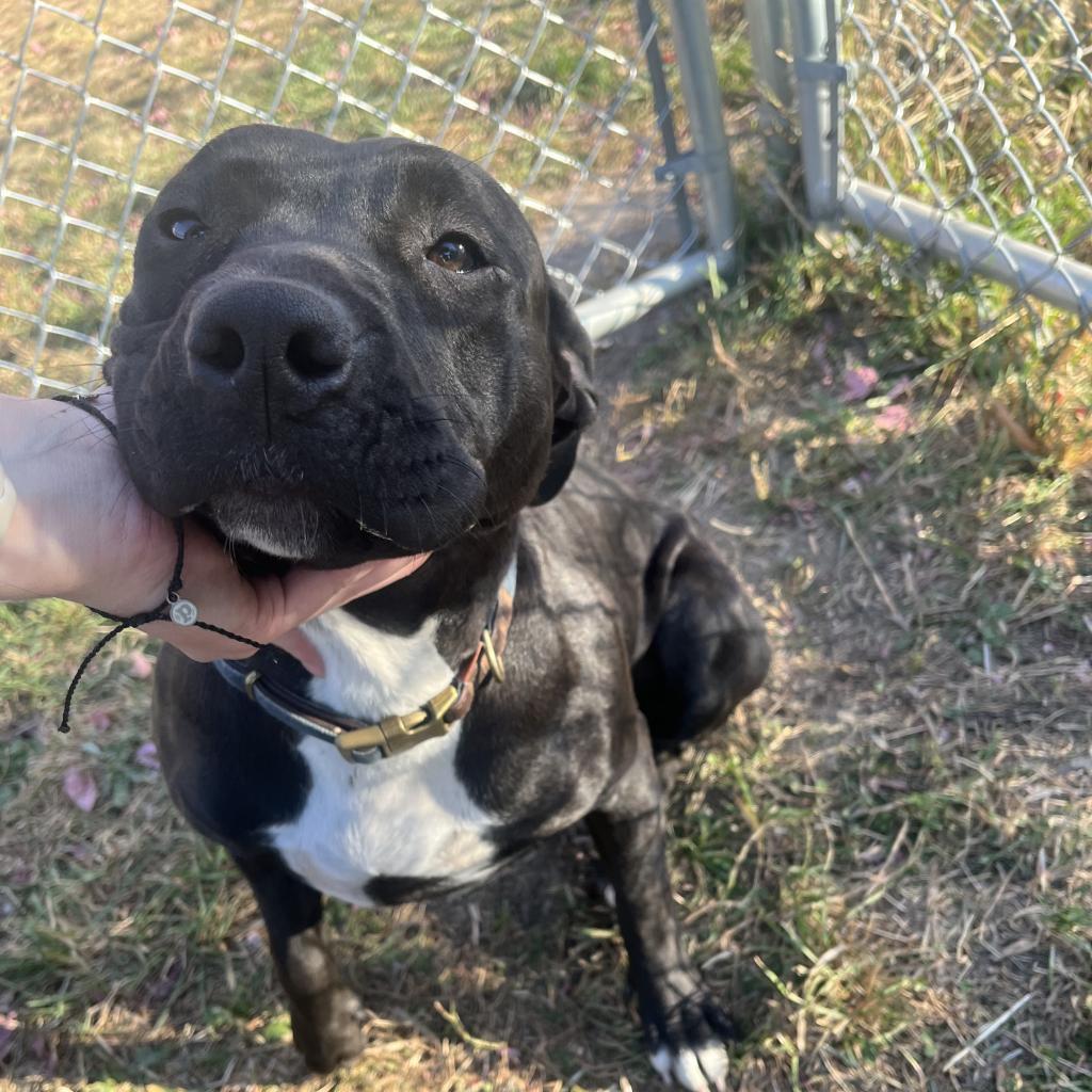 Inky, an adoptable Australian Cattle Dog / Blue Heeler, American Bulldog in Milford, IA, 51351 | Photo Image 6